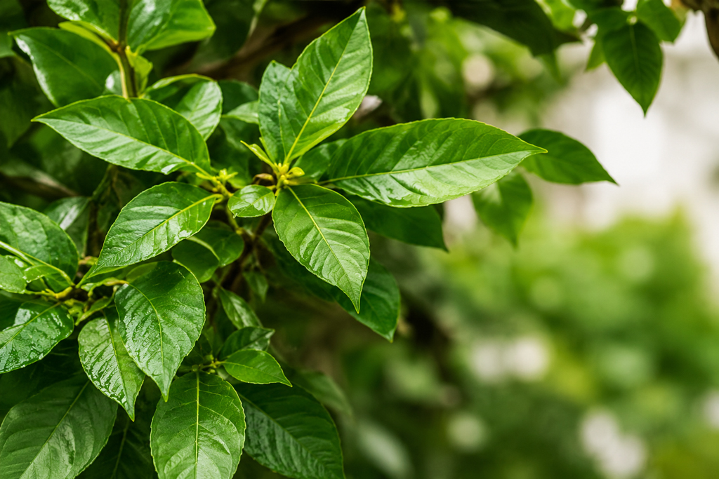 Documenting living Ayurvedic traditions, practices and knowledge that continue to be preserved and practiced in different communities.
